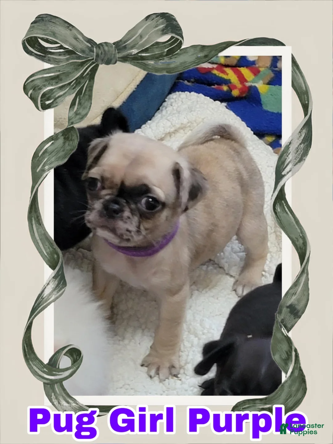 Pug dogs for sale: Pug Puppy Girl Purple - Ad 2