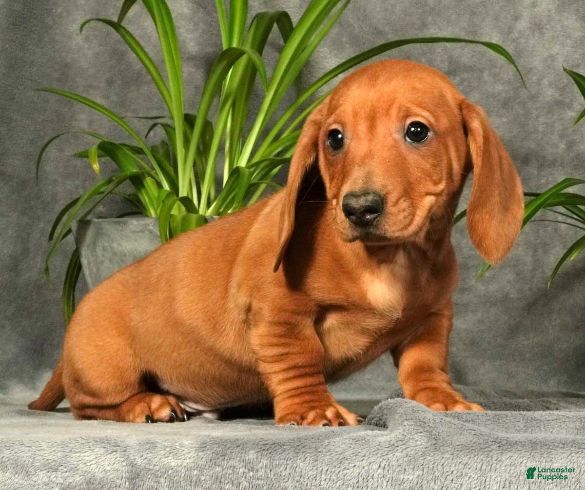Miniature Dachshund dogs Sage - Ad 23