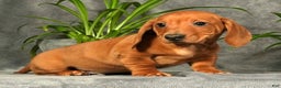 Miniature Dachshund dogs for sale: Sage - Ad 1