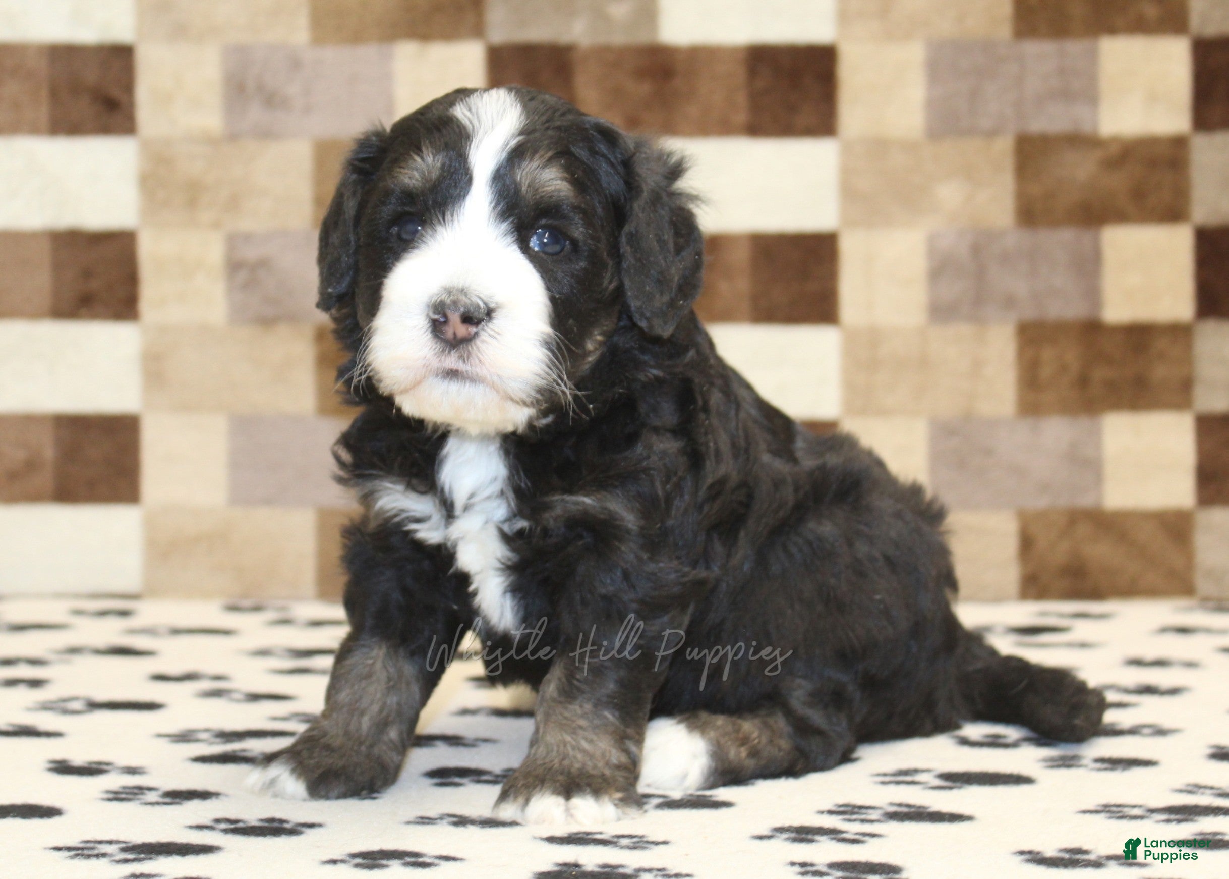 Mini Bernedoodle dogs Alex - Ad 1