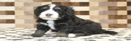 Mini Bernedoodle dogs for sale: Alex - Ad 1