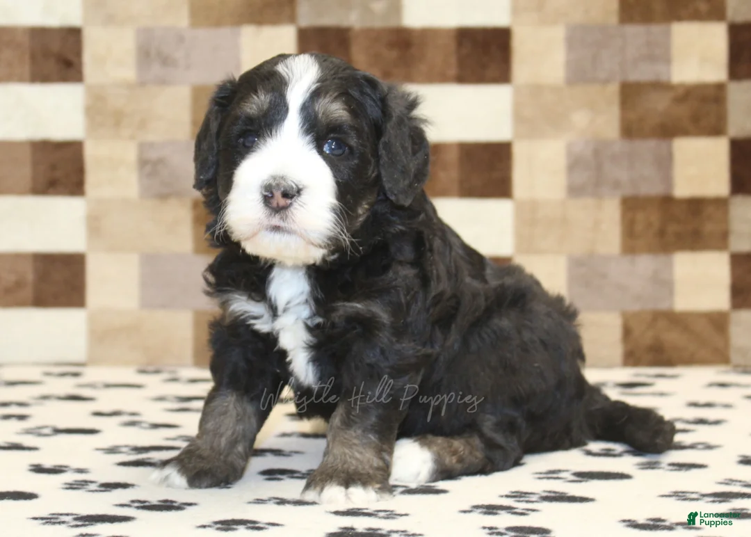 Mini Bernedoodle dogs for sale: Alex - Ad 1