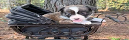 Mixed Breed dogs for sale: Red collar Boy - Ad 14