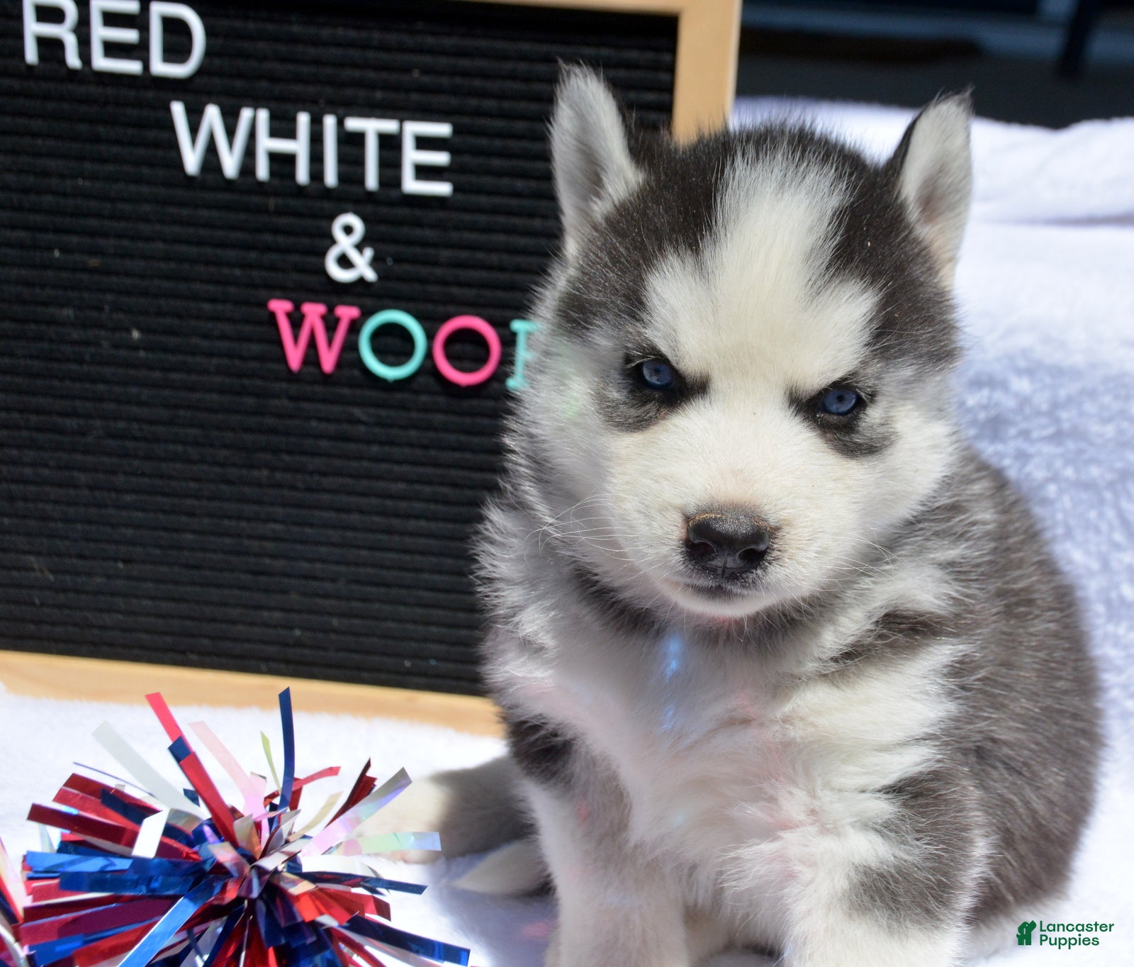 Siberian Husky dogs Harper Siberian Husky F - Ad 19
