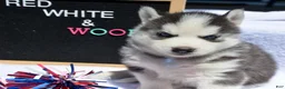 Siberian Husky dogs for sale: Harper Siberian Husky F - Ad 3