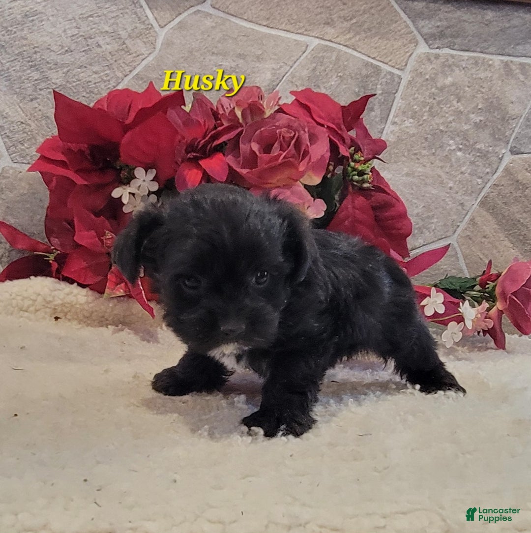 Morkie dogs for sale: Husky - Ad 2