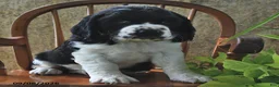 English Springer Spaniel dogs for sale: Whoopie Pie  - Ad 4