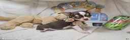 Chihuahua dogs for sale: King Tut [Bob-Tail] [T Cup] - Ad 2