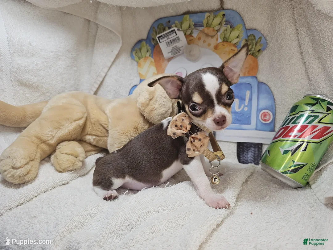 Chihuahua dogs for sale: King Tut [Bob-Tail] [T Cup] - Ad 2