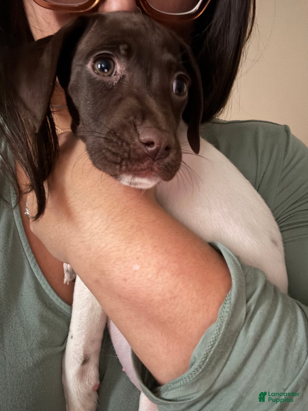 German Shorthaired Pointer dogs for sale: Cookie - Ad 3