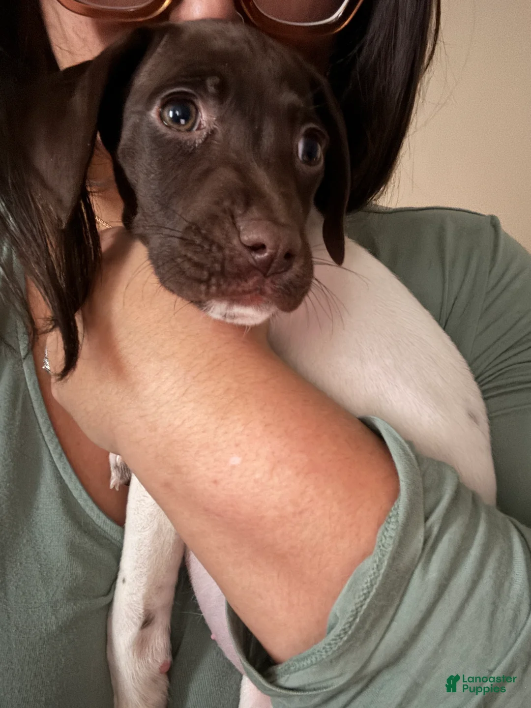 German Shorthaired Pointer dogs for sale: Cookie - Ad 3