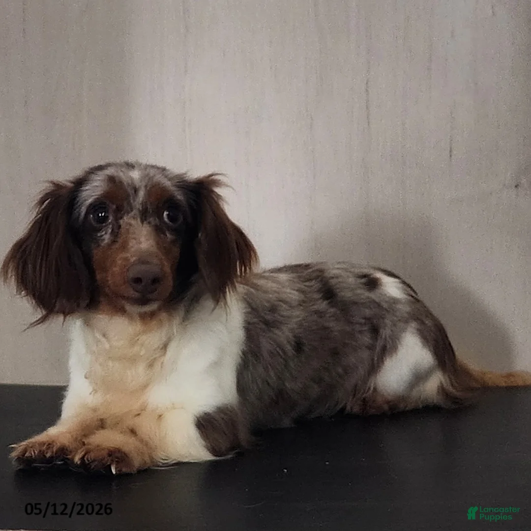 Dachshund dogs for sale: Romeo - Ad 4