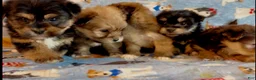 Shorkie dogs for sale: Shorkie 2 - Ad 19