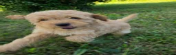 Miniature Poodle dogs for sale: Cedar - Ad 9