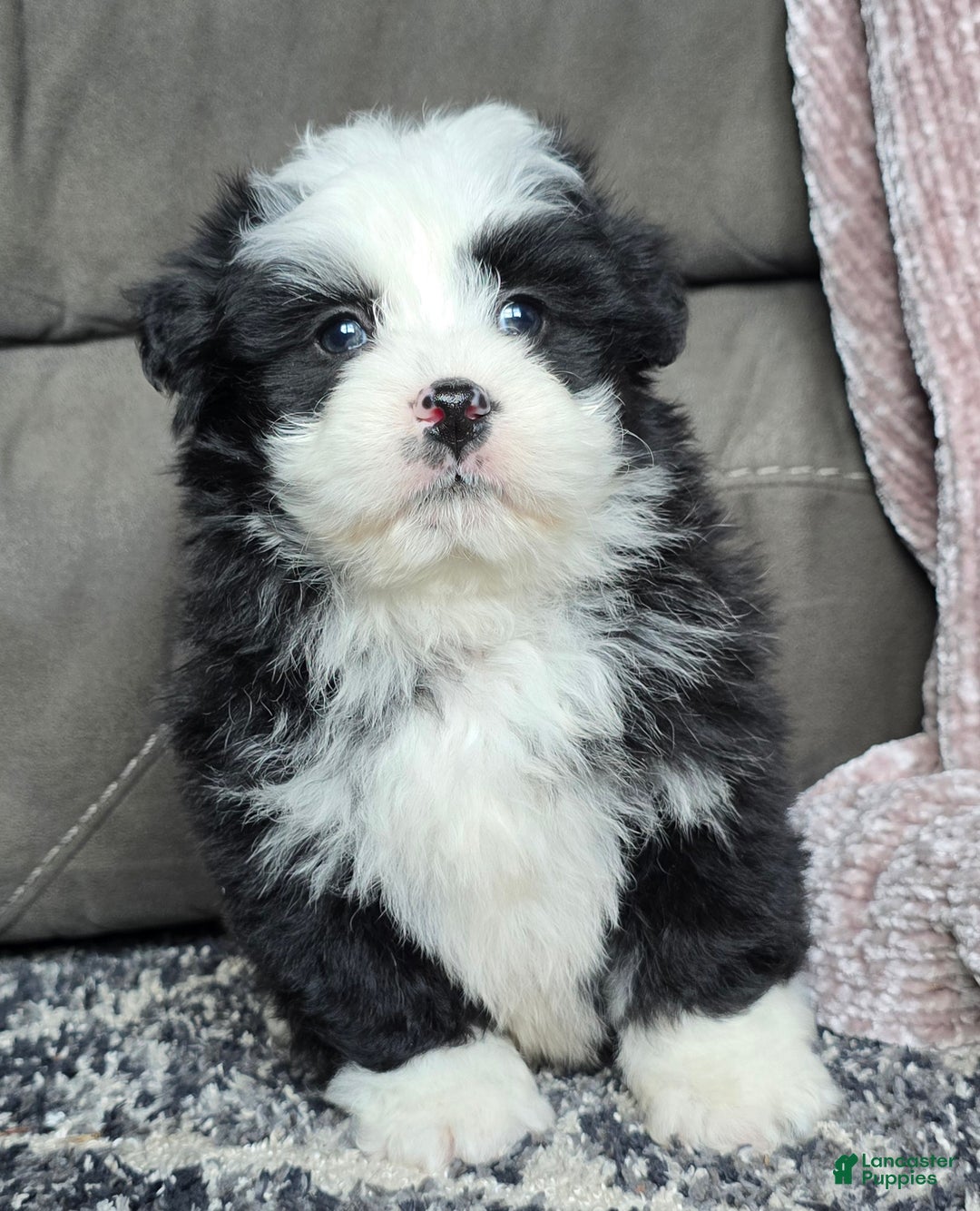 Mini Bernedoodle dogs for sale: Mini Boots - Ad 15