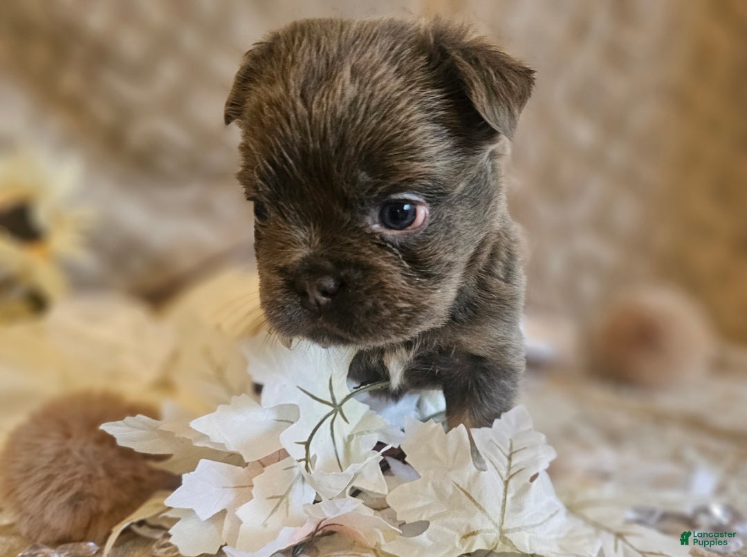 French Bulldog dogs for sale: Biscotti AKC Fluffy  - Ad 14