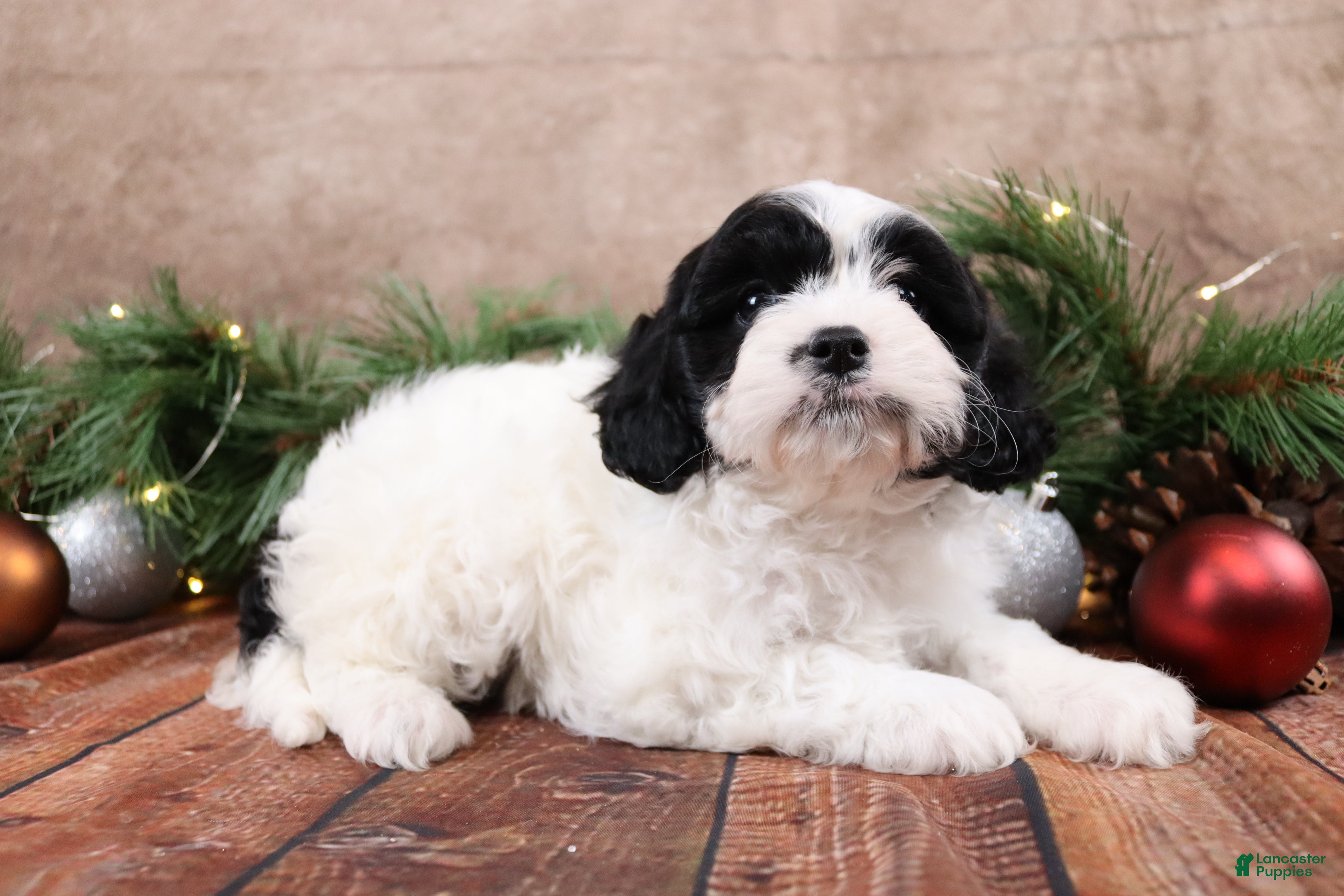 Cavapoo dogs Star - Ad 1