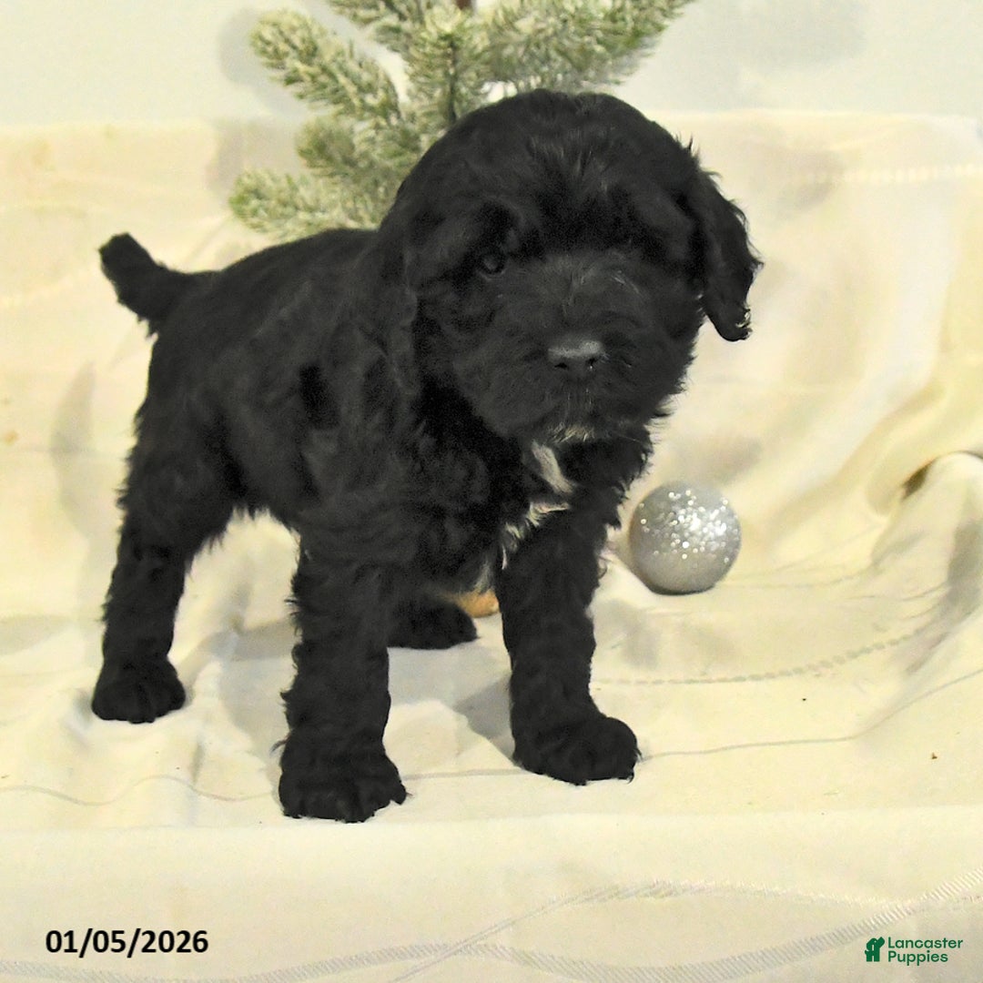 Cockapoo dogs for sale: Barkley - Ad 4