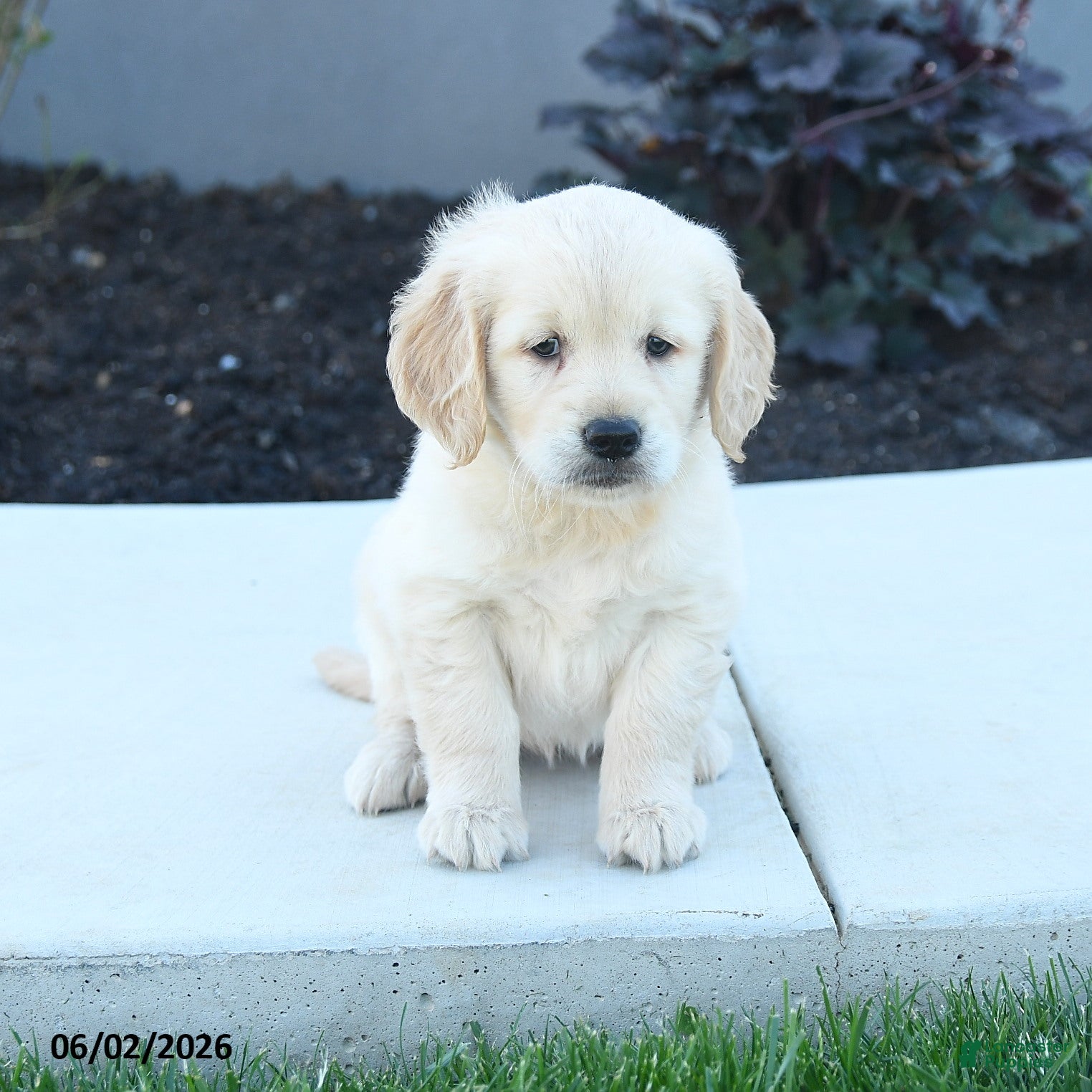 Golden Retriever dogs for sale: Willow - Ad 5