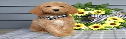 Goldendoodle dogs for sale: Jackson - Ad 4