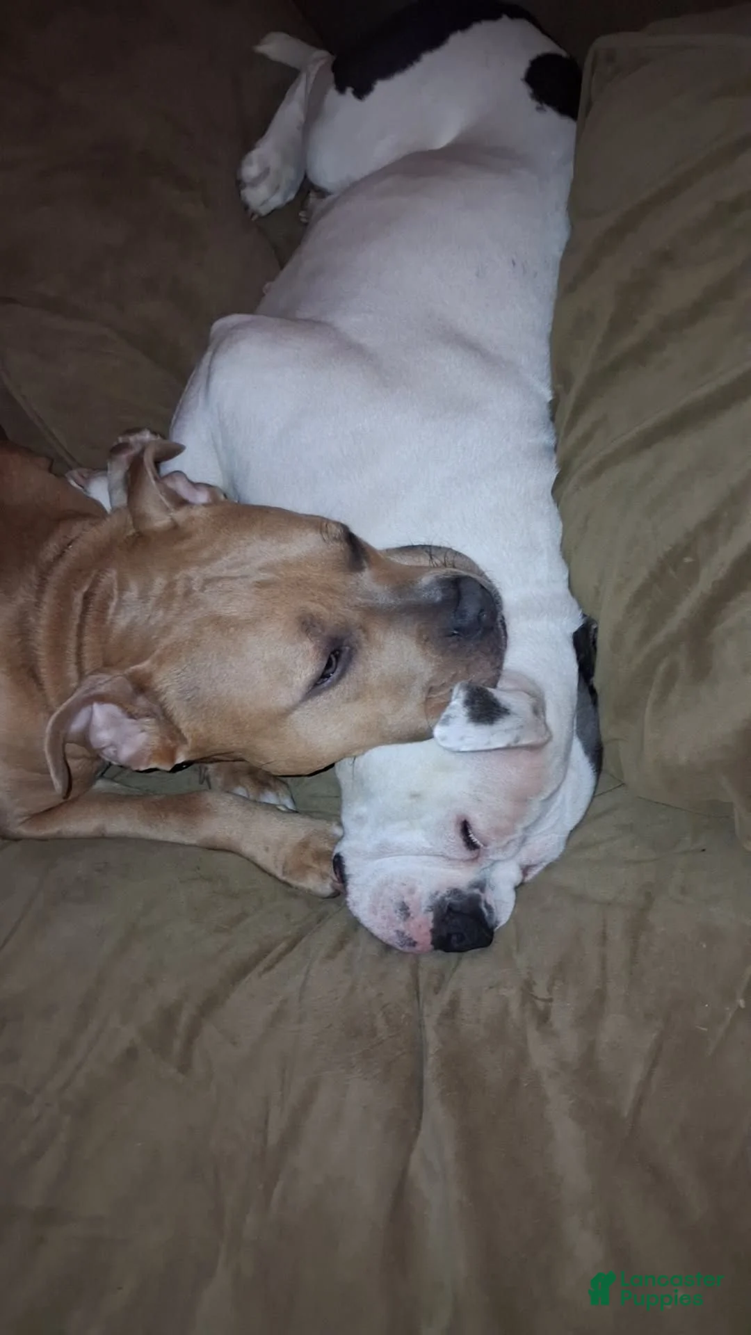 American Pit Bull Terrier dogs for sale: American Pit Bull Terrier 8 - Ad 3