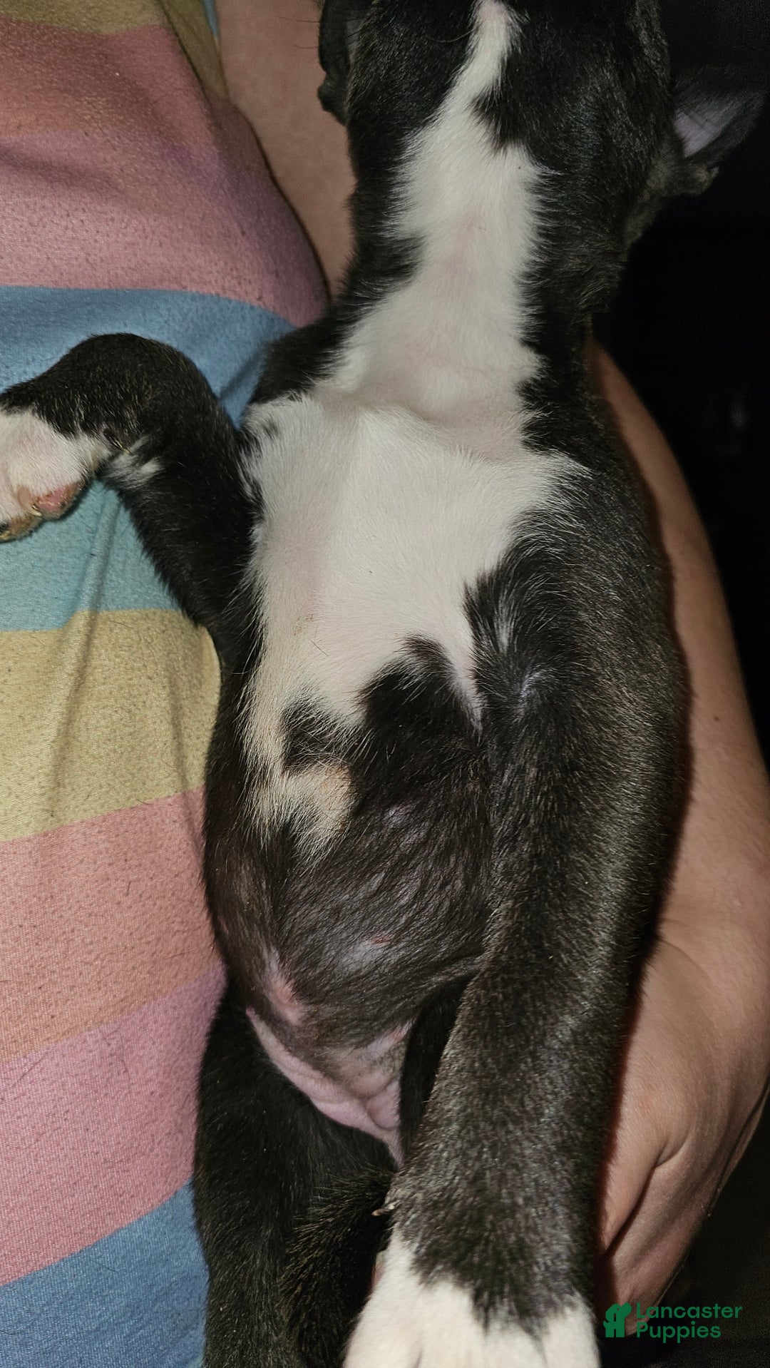 Mixed Breed dogs for sale: Luke - Ad 5