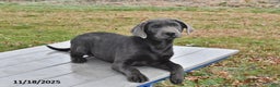 Labrador Retriever dogs for sale: Cash - Ad 3