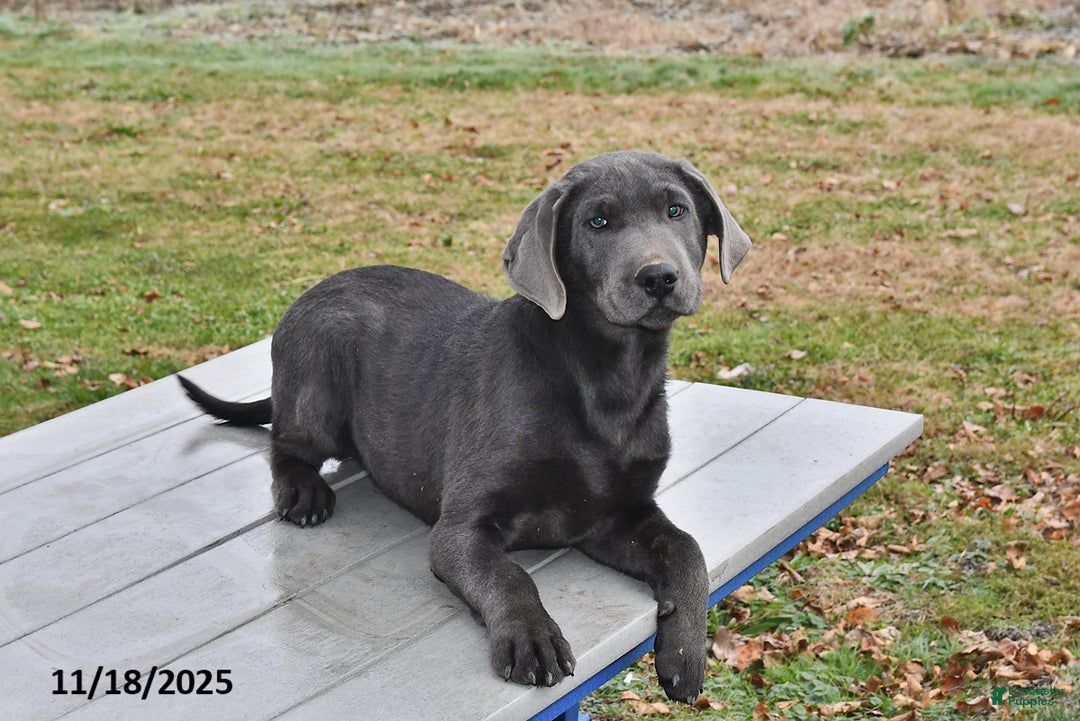 Labrador Retriever dogs for sale: Cash - Ad 3