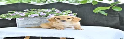 Dachshund dogs for sale: Cooper - Ad 3