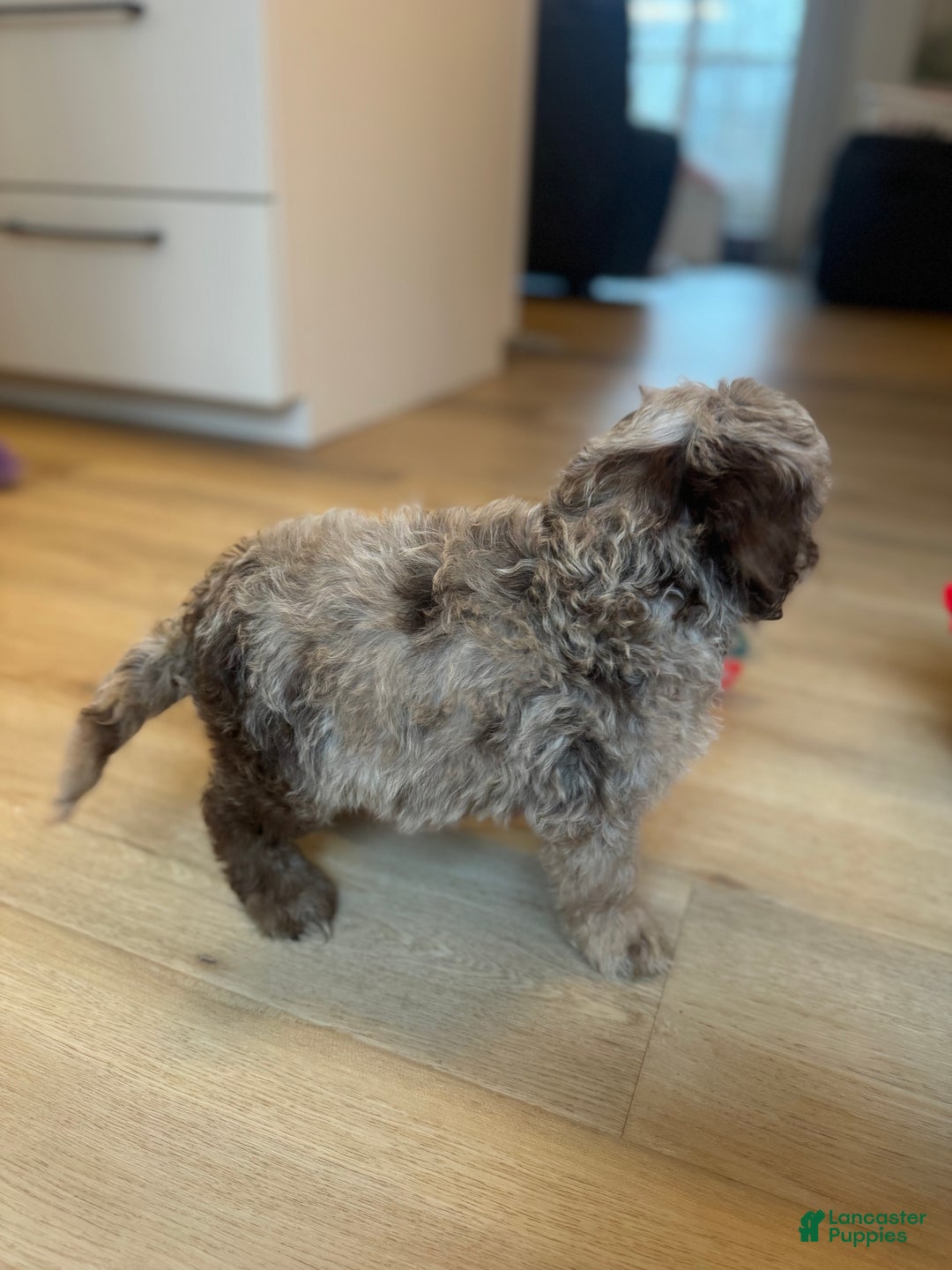 Mini Goldendoodle dogs for sale: Teddy - Ad 6