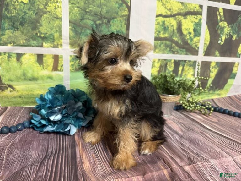 Yorkshire Terrier dogs Biscuit - Ad 2