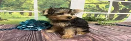 Yorkshire Terrier dogs for sale: Biscuit - Ad 2