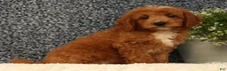 Mini Goldendoodle dogs for sale: Turbo - Ad 2