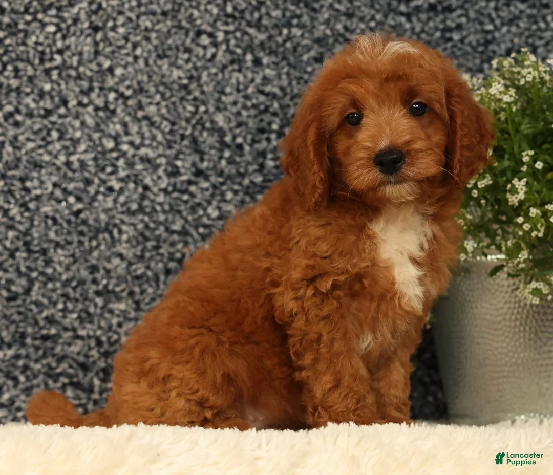 Mini Goldendoodle dogs for sale: Turbo - Ad 2