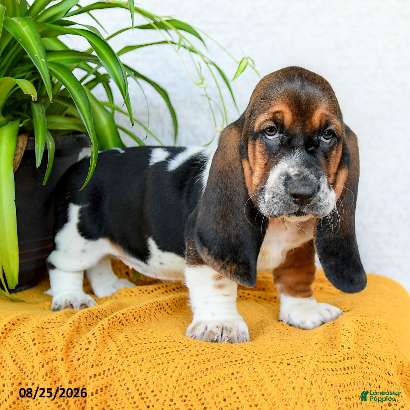 Basset Hound dogs Dana - Ad 2