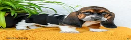 Basset Hound dogs for sale: Dana - Ad 2