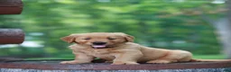 Golden Retriever dogs for sale: Bentley - Ad 5