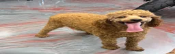 Miniature Poodle dogs for sale: Brent - Ad 4