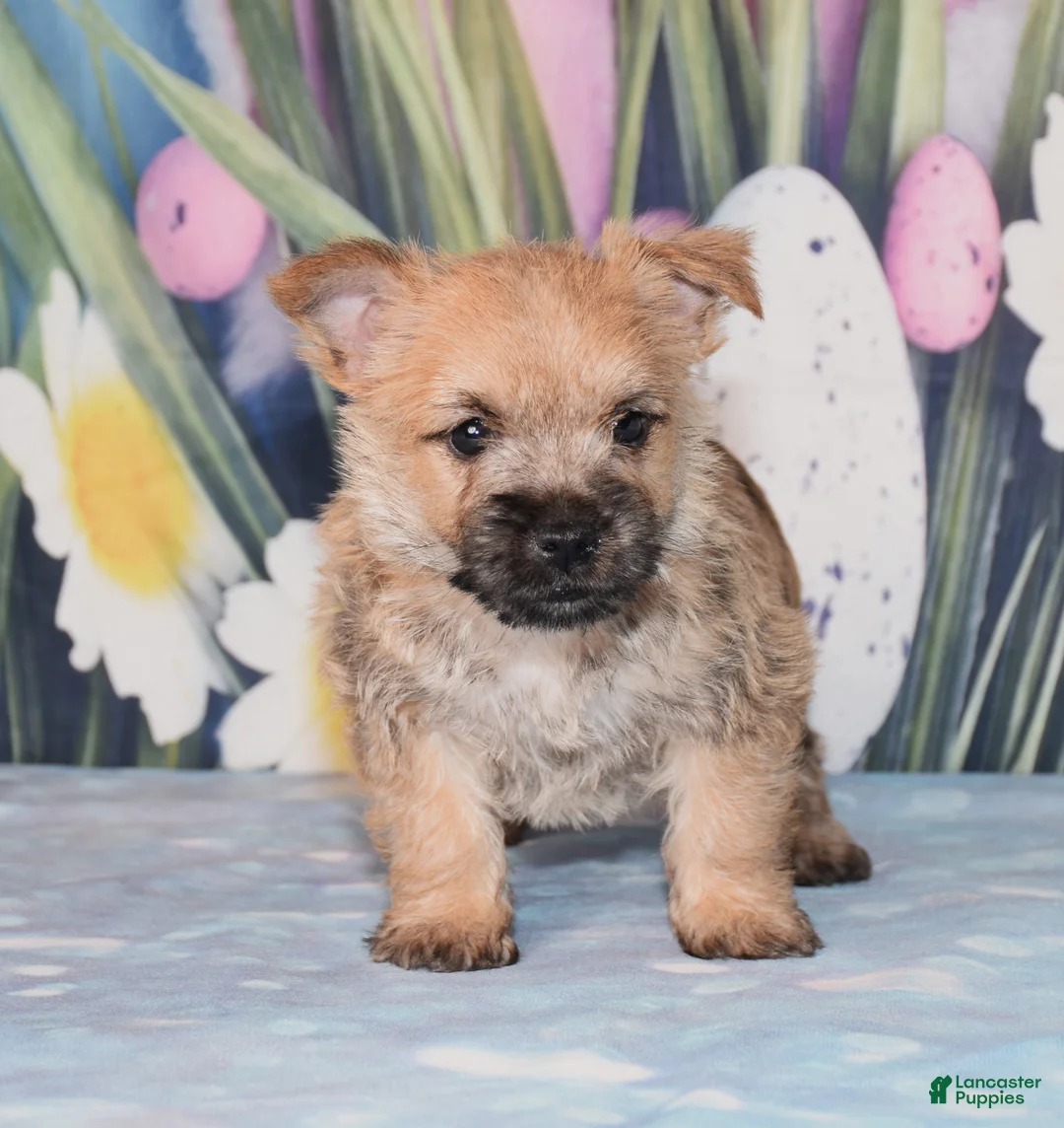 Cairn Terrier dogs for sale: Mario - Ad 2