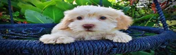 Havapoo dogs for sale: Daisy - Ad 3