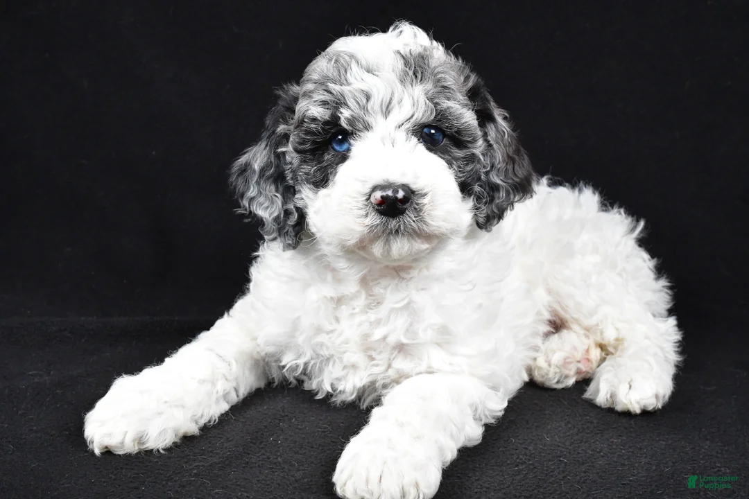 Cockapoo dogs for sale: Diesel - Ad 4
