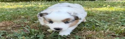 Miniature Australian Shepherd dogs for sale: Prince - Ad 6