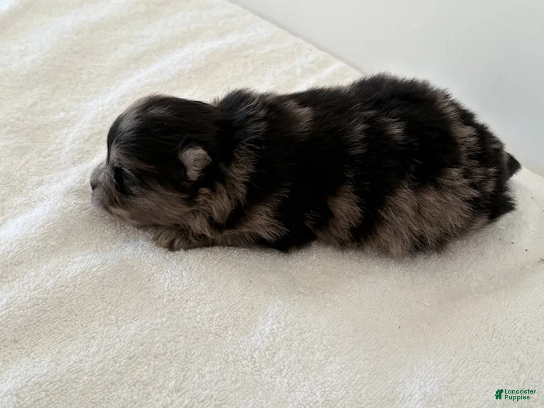 Pomeranian dogs for sale: ARLO - Ad 5