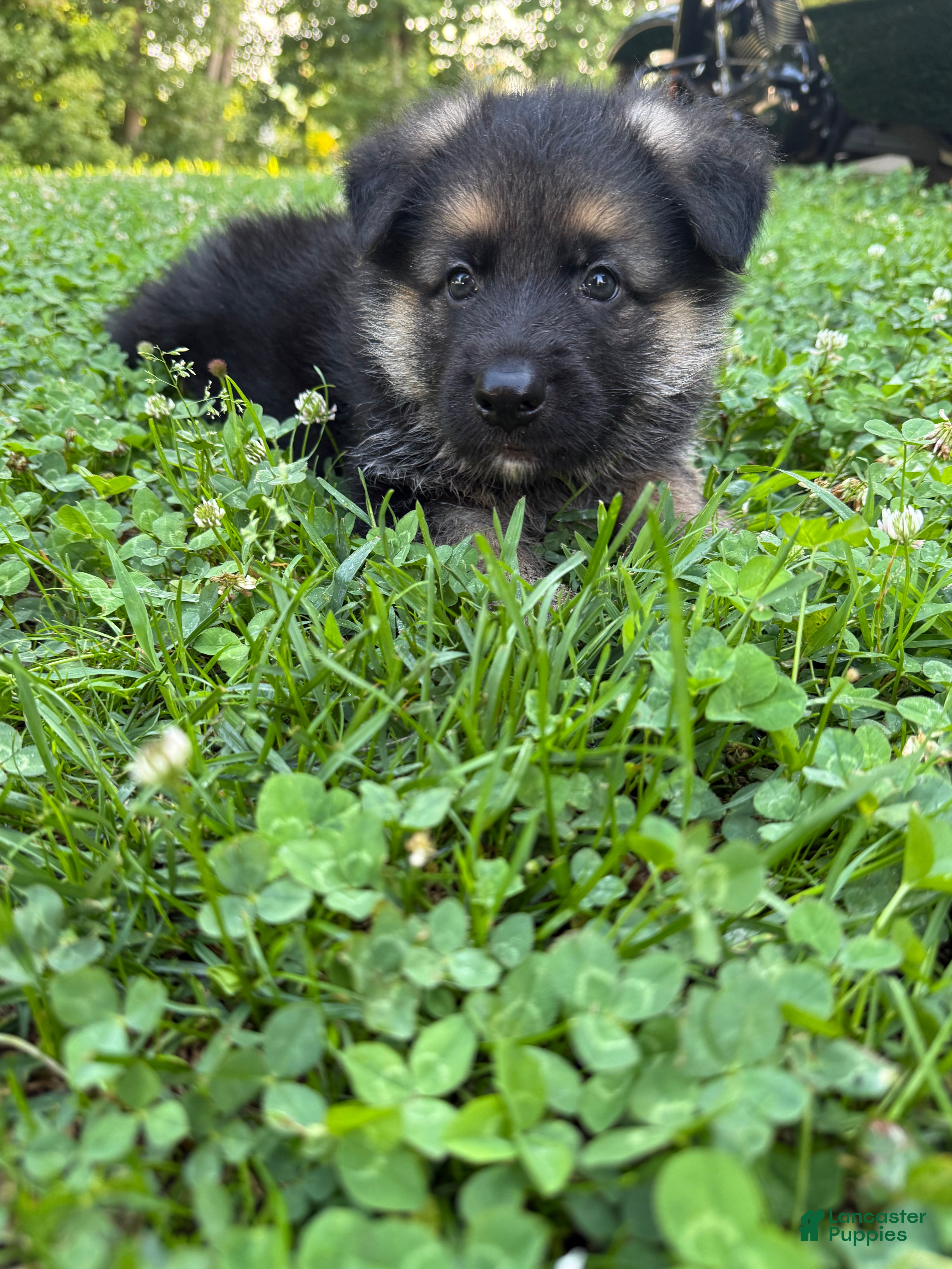 German Shepherd dogs Bear - Ad 1