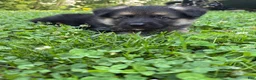 German Shepherd dogs for sale: Bear - Ad 1