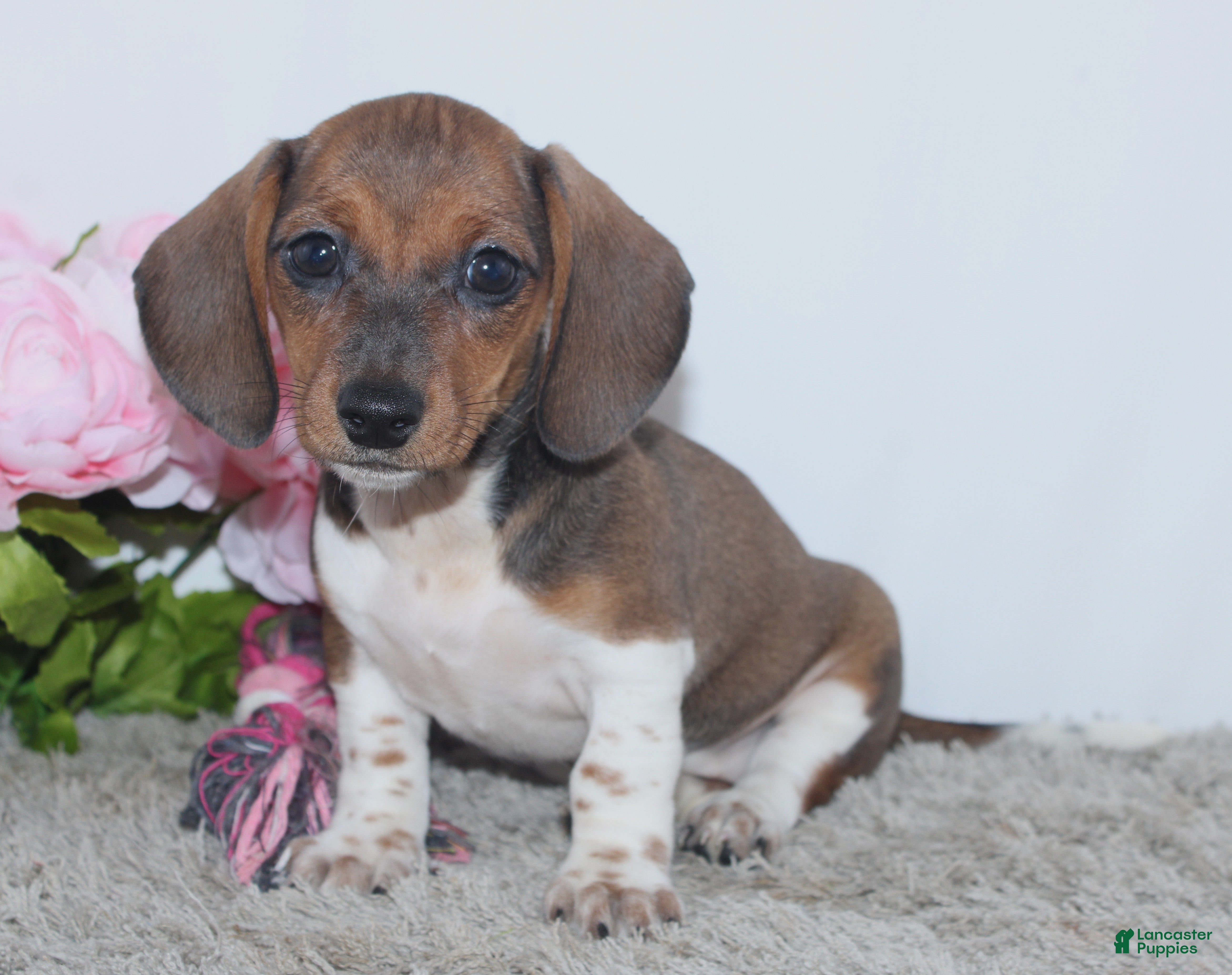 Miniature Dachshund dogs Kallie - Ad 1
