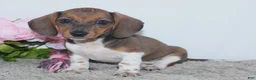Miniature Dachshund dogs for sale: Kallie - Ad 1