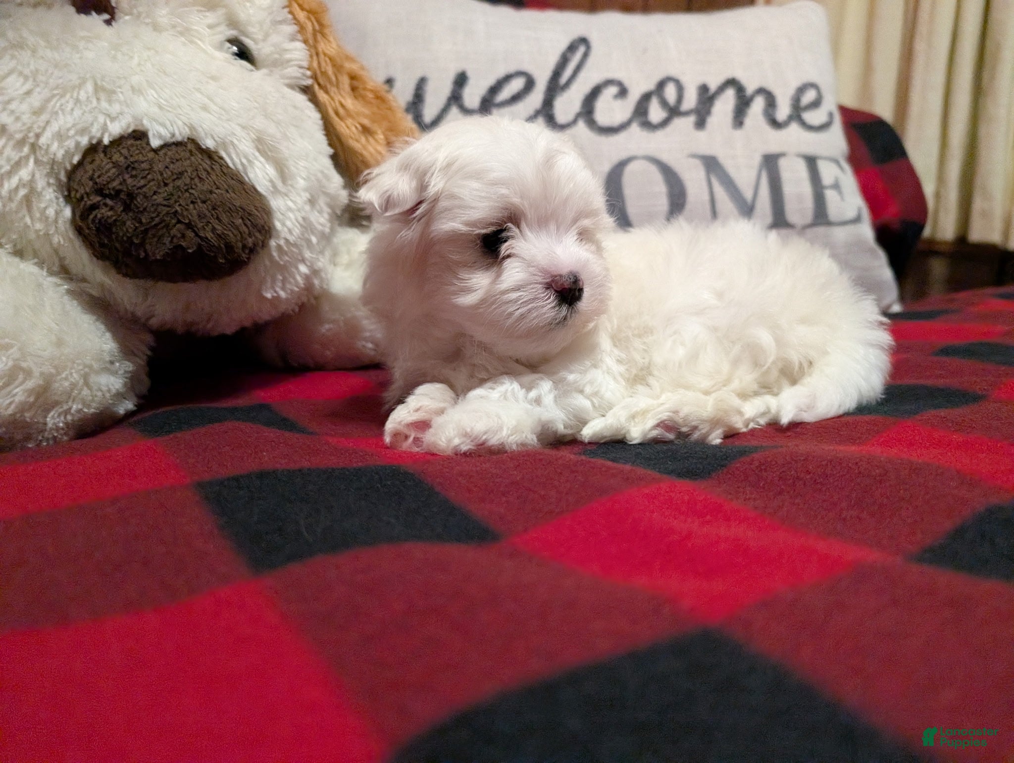 Maltese dogs Alaska  - Ad 2