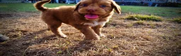 Havapoo dogs for sale: Muppet-Sale!!! - Ad 10
