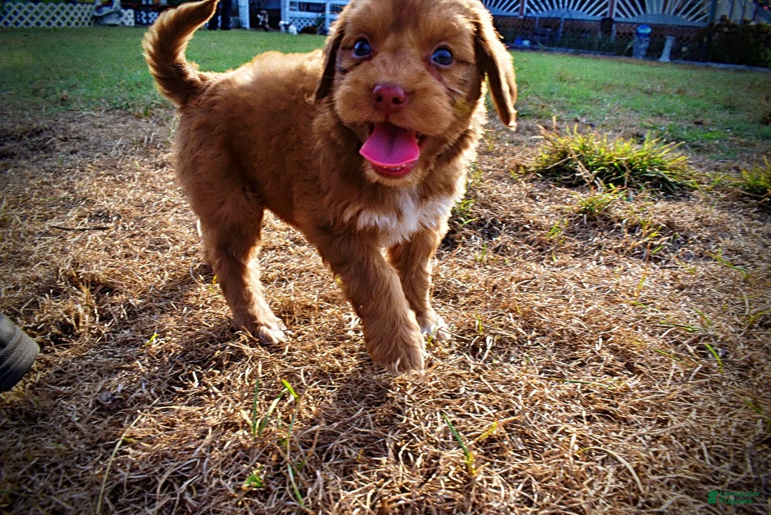 Havapoo dogs for sale: Muppet-Sale!!! - Ad 10